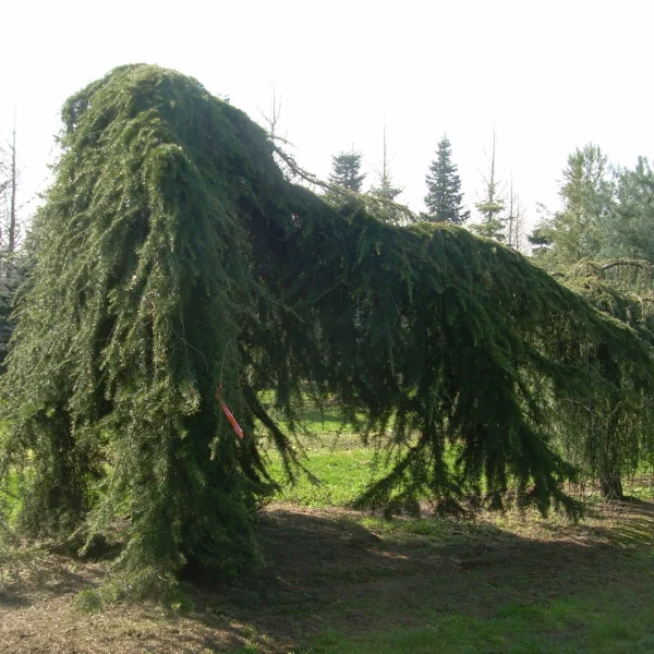 Cedrus deodara 'Pendula' – Pinaceae