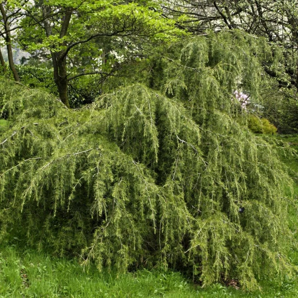 Cedrus deodara 'Robusta' – Pinaceae