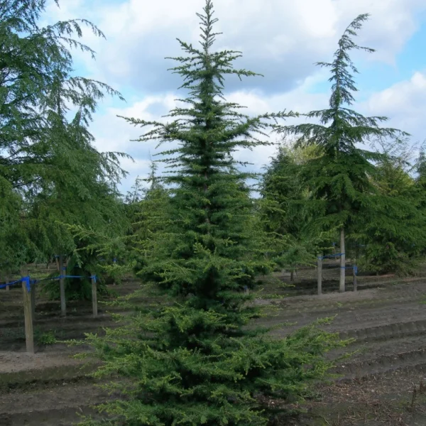 Cedrus libani – Pinaceae