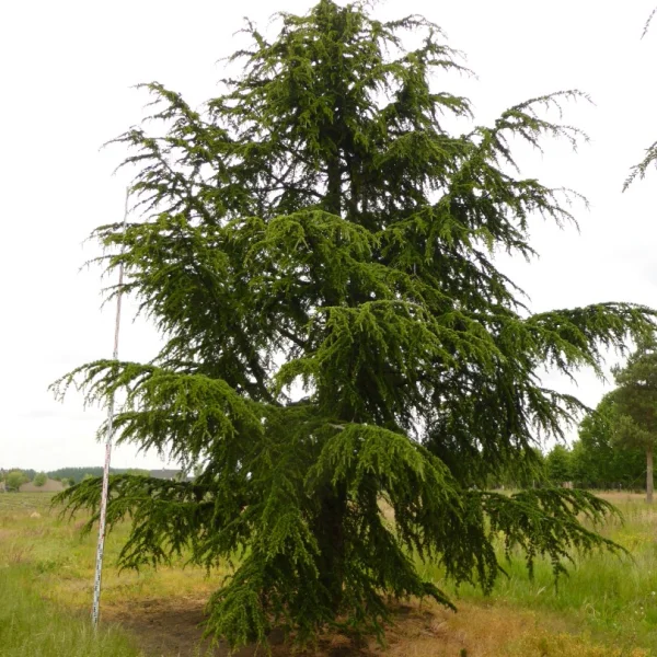 Cedrus libani subsp. atlantica – Pinaceae