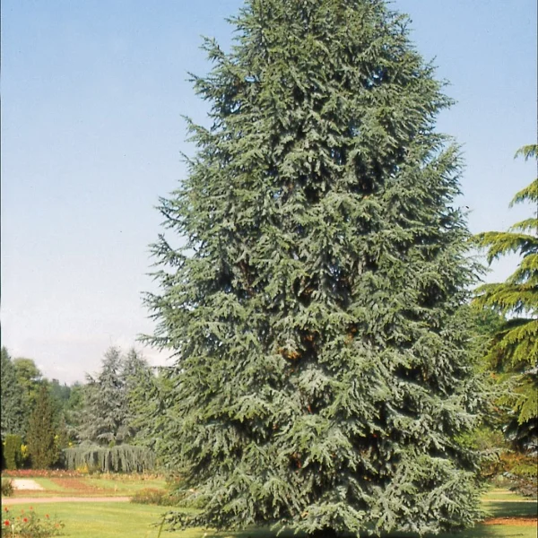 Cedrus libani 'Fastigiata' – Pinaceae