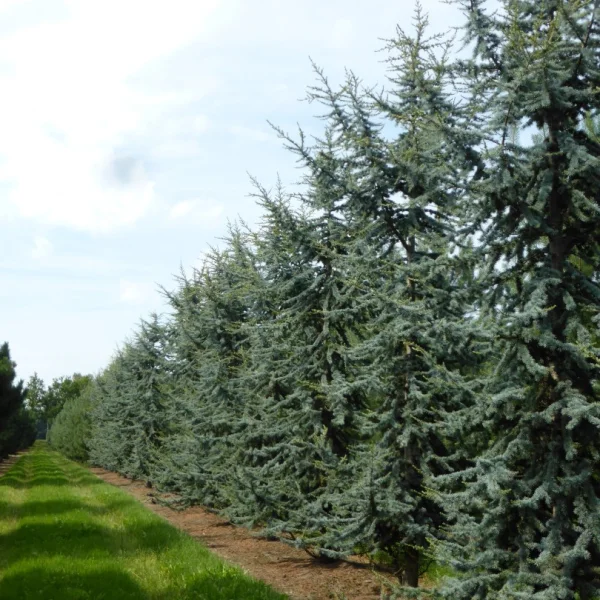 Cedrus libani 'Glauca' – Pinaceae
