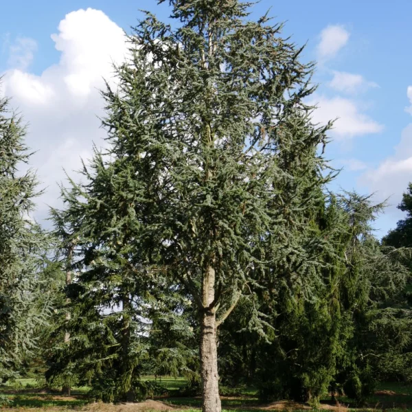 Cedrus libani 'Glauca Fastigiata' – Pinaceae