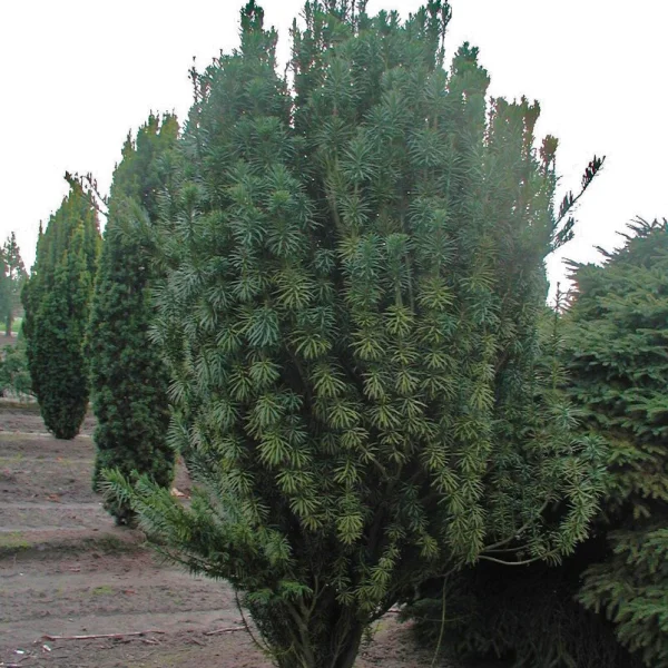 Cephalotaxus harringtonii 'Fastigiata' – Cephalotaxaceae