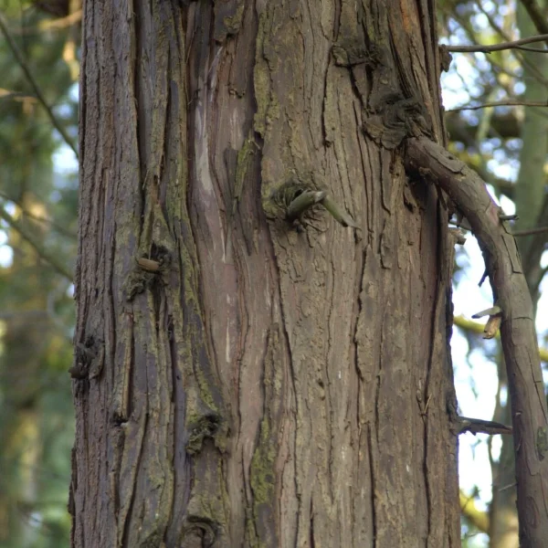 Chamaecyparis lawsoniana – Cupressaceae