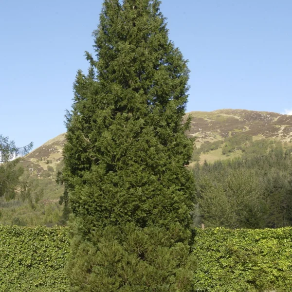 Chamaecyparis lawsoniana 'Columnaris' – Cupressaceae