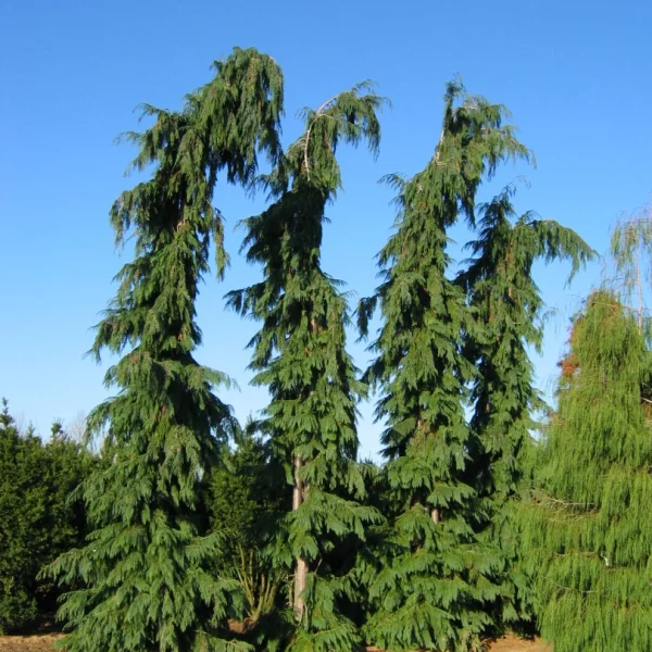 Chamaecyparis lawsoniana 'Dik´s Weeping' – Cupressaceae