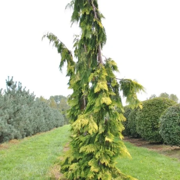 Chamaecyparis lawsoniana 'Filip's Golden Tears' – Cupressaceae