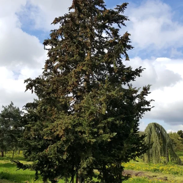 Chamaecyparis lawsoniana 'Little Spire' – Cupressaceae