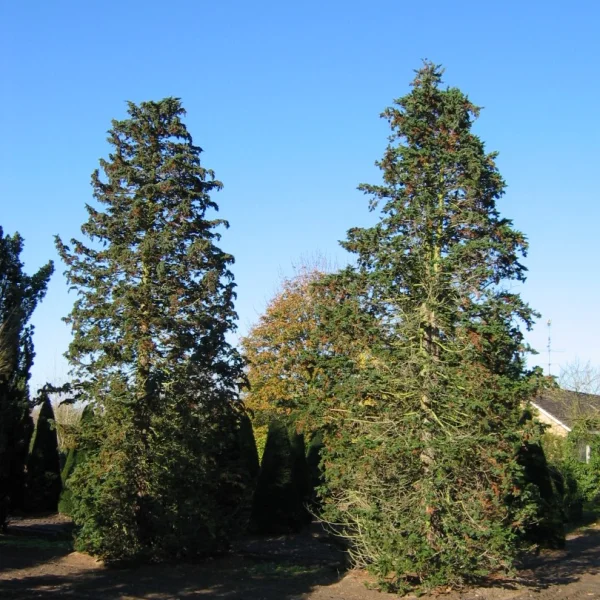 Chamaecyparis lawsoniana 'Wisselii' – Cupressaceae
