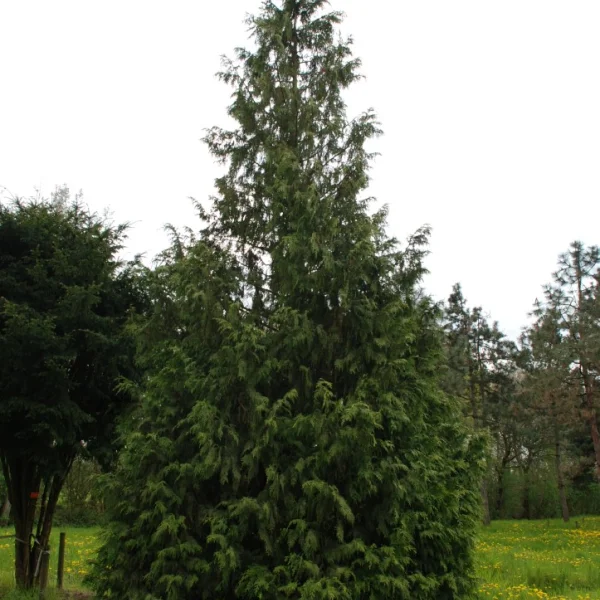 Chamaecyparis nootkatensis 'Aurea' – Cupressaceae