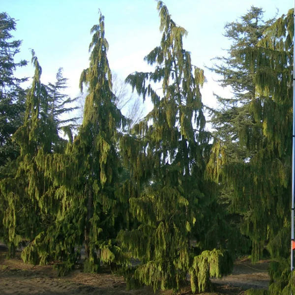 Chamaecyparis nootkatensis 'Pendula' – Cupressaceae