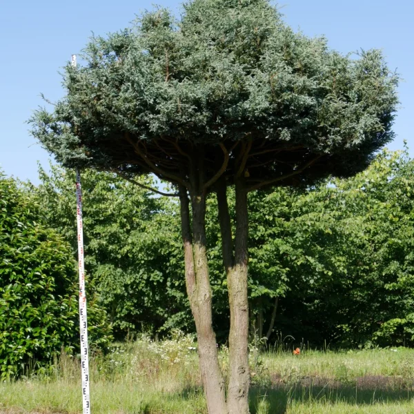 Chamaecyparis pisifera 'Boulevard' – Cupressaceae