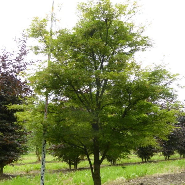 Acer palmatum 'Linearilobum' – Aceraceae