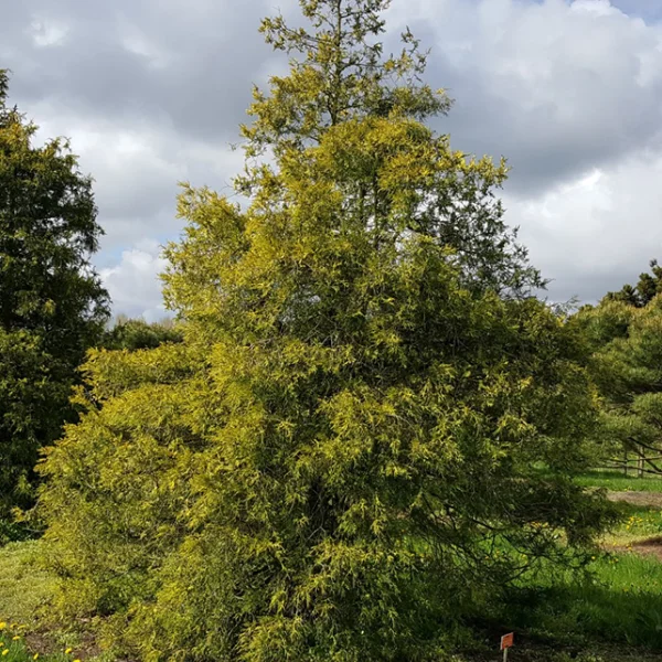 Chamaecyparis pisifera 'Gold Spangle' – Cupressaceae