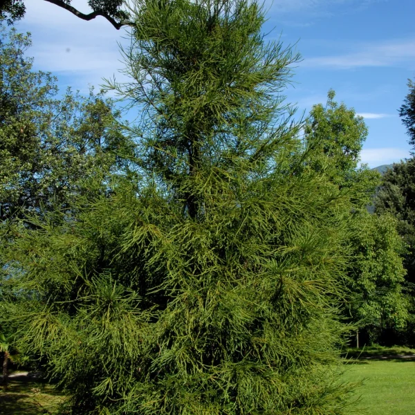 Cryptomeria japonica 'Araucarioides' – Cupressaceae