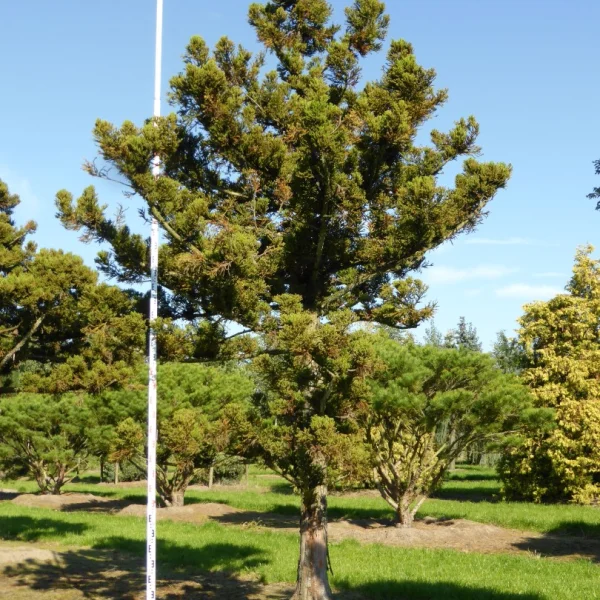 Cryptomeria japonica 'Jindai' – Cupressaceae