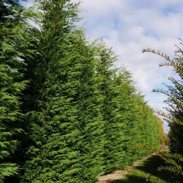 × Cupressocyparis leylandii – Cupressaceae