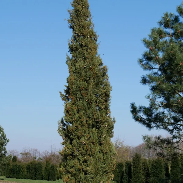 Cupressus sempervirens – Cupressaceae