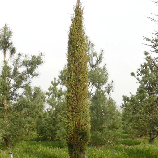 Cupressus sempervirens 'Stricta' – Cupressaceae