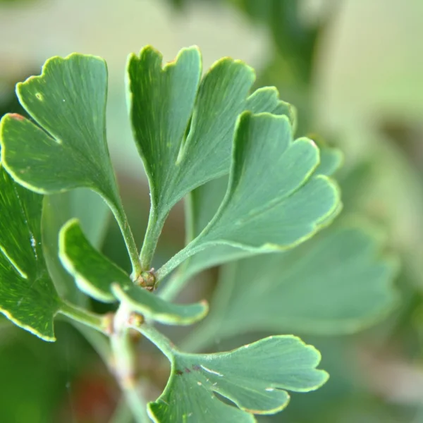 Ginkgo biloba 'Barabits Fastigiata' – Ginkgoaceae
