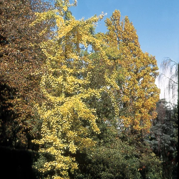 Ginkgo biloba 'Fairmount' – Ginkgoaceae