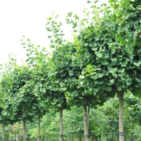 Ginkgo biloba GLOBUS ('Barabits Sztráda') – Ginkgoaceae