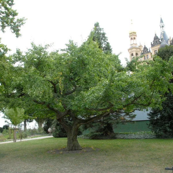 Ginkgo biloba 'Horizontalis' – Ginkgoaceae