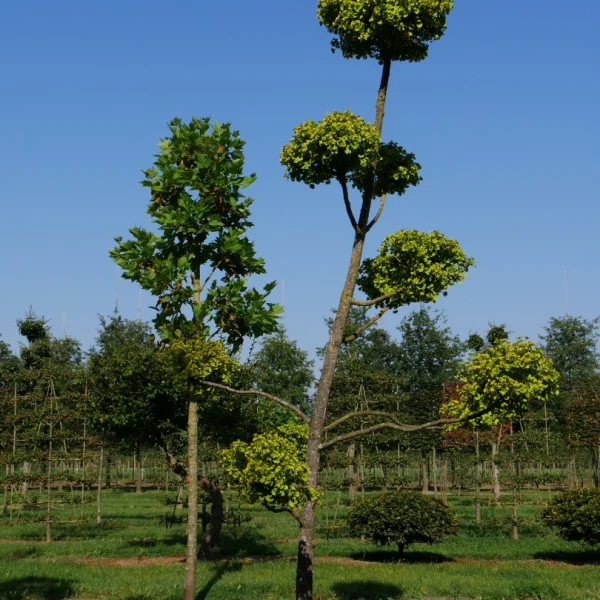 Ginkgo biloba 'Mariken' – Ginkgoaceae