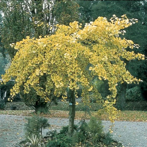 Ginkgo biloba 'Pendula' – Ginkgoaceae