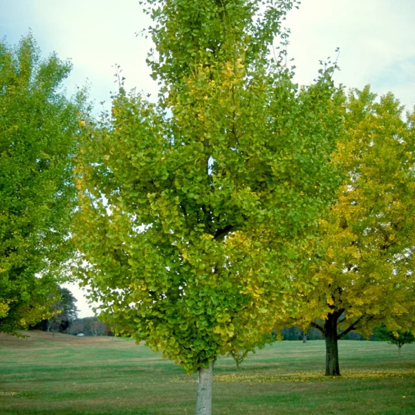 Ginkgo biloba 'Princeton Sentry' – Ginkgoaceae