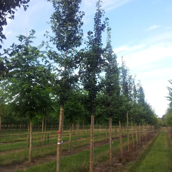 Ginkgo biloba 'Princeton Upright' – Ginkgoaceae