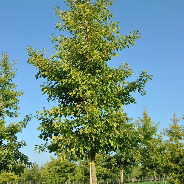Ginkgo biloba 'Saratoga' – Ginkgoaceae