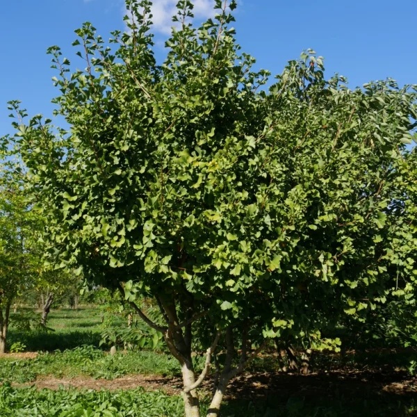 Ginkgo biloba 'Simon' – Ginkgoaceae