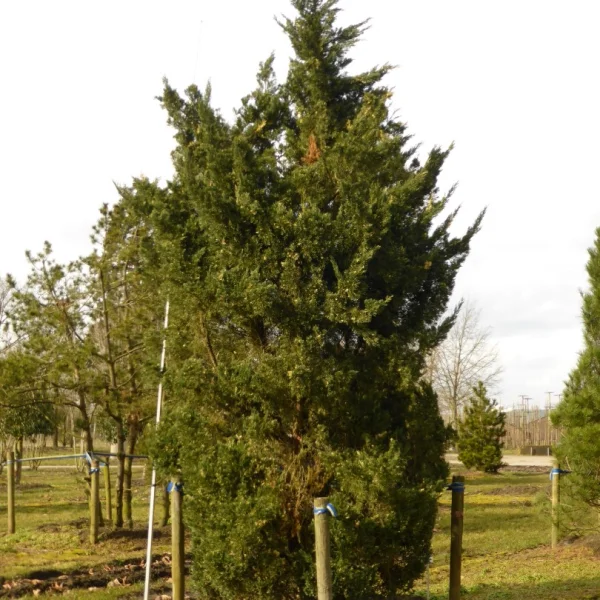 Juniperus chinensis 'Variegata' – Cupressaceae