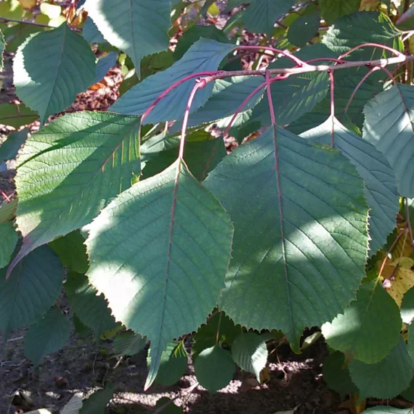 Euptelea pleiosperma – Eupteleaceae
