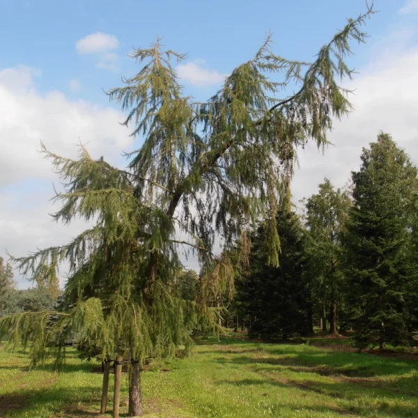 Larix decidua 'Pendula' – Pinaceae
