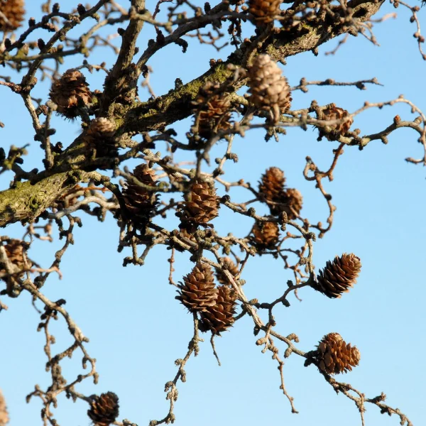 Larix kaempferi 'Diana' – Pinaceae