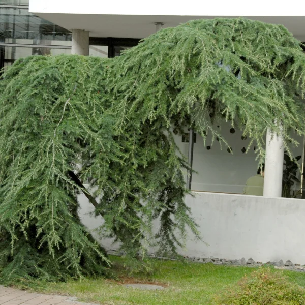 Larix kaempferi 'Pendula' – Pinaceae