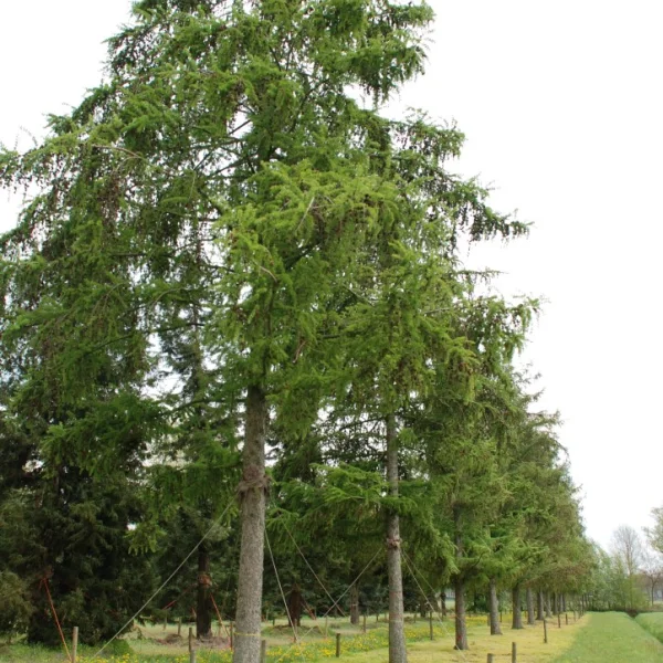 Larix marschlinsii – Pinaceae