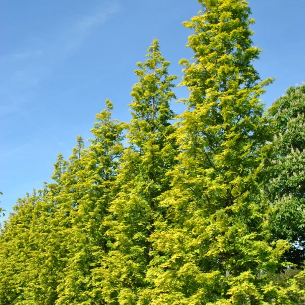 Metasequoia glyptostroboides GOLDRUSH ('Ogon') – Taxodiaceae