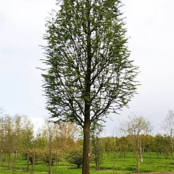 Metasequoia glyptostroboides 'Waasland' – Taxodiaceae