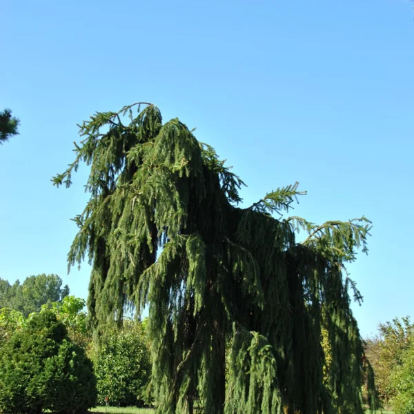 Picea abies 'Inversa' – Pinaceae