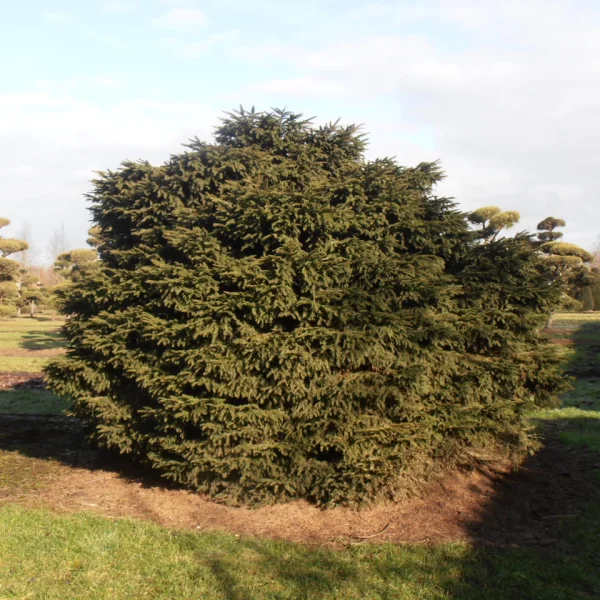 Picea abies 'Nidiformis' – Pinaceae