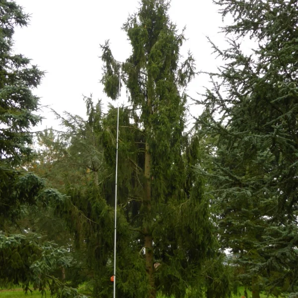 Picea abies 'Pendula' – Pinaceae