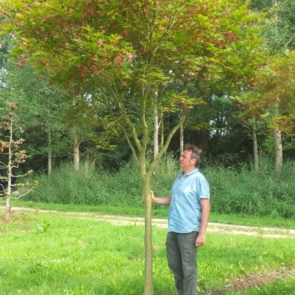 Acer palmatum 'Masu-kagami' – Aceraceae