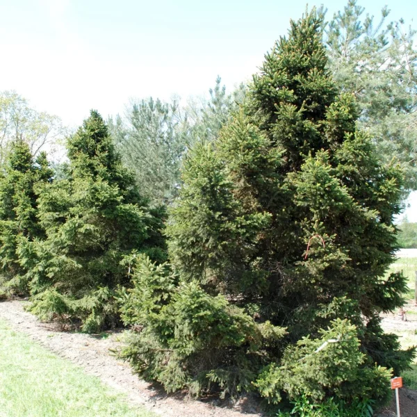 Picea abies 'Will's Zwerg' – Pinaceae