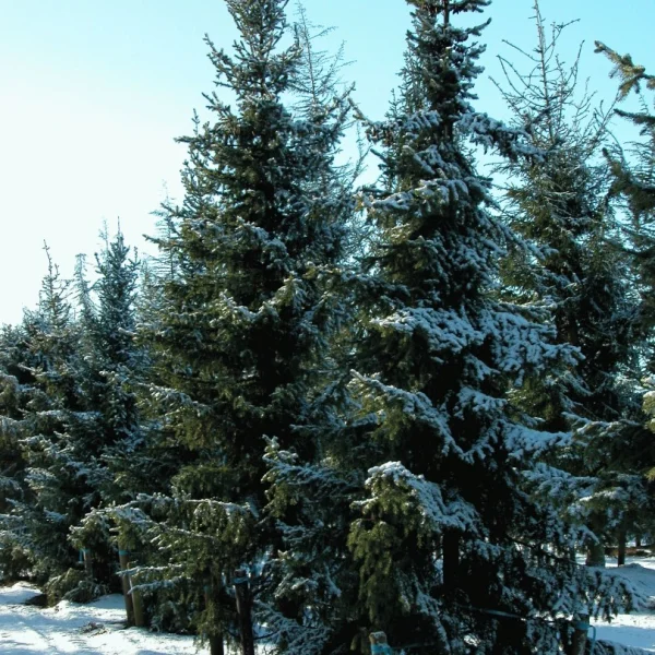 Picea breweriana – Pinaceae