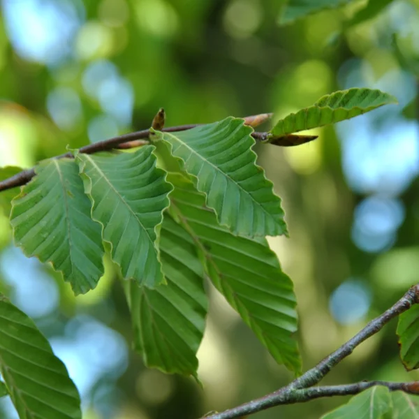 Fagus grandifolia var. caroliniana – Fagaceae