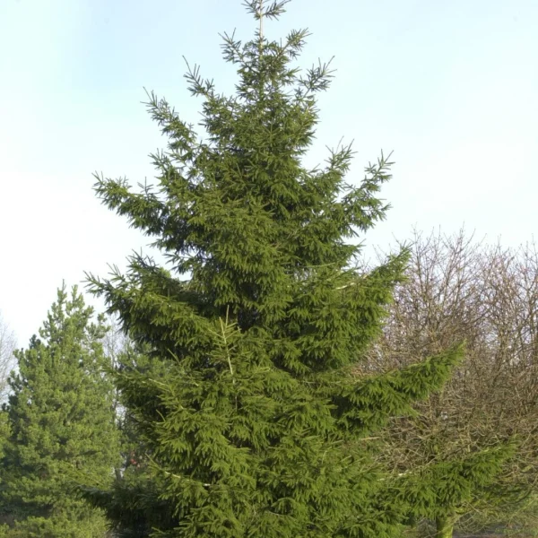 Picea orientalis – Pinaceae